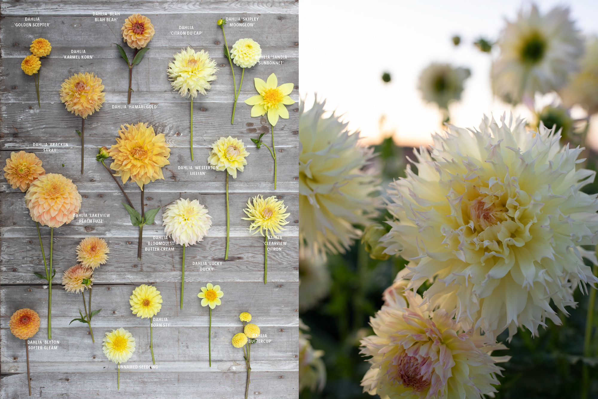 A page from Floret Farm's Discovering Dahlias showing various dahlia varieties