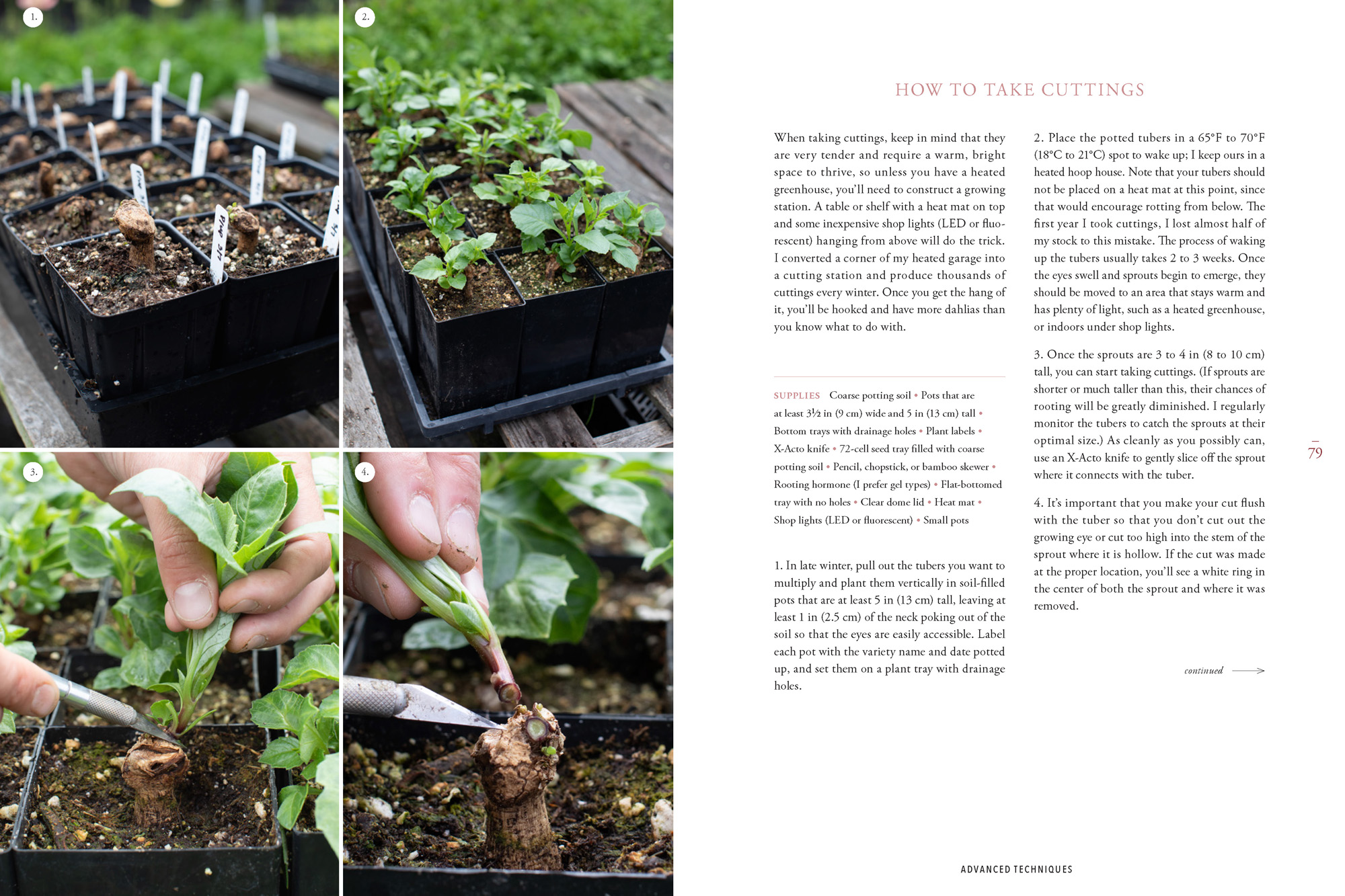 A page from Floret Farm's Discovering Dahlias showing how to take dahlia cuttings