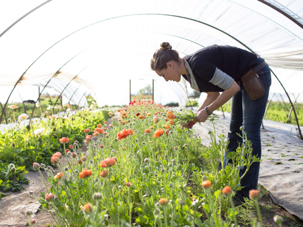 Erin Benzakein harvesting orange flowers in the Floret greenhouse