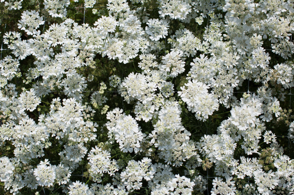 Easytogrow Hardy Annuals Floret Flowers