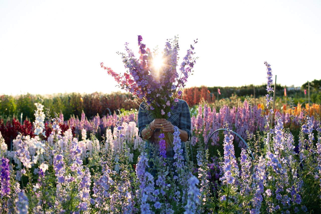 Erin Benzakein holding a bunch of larkspur in the Floret field