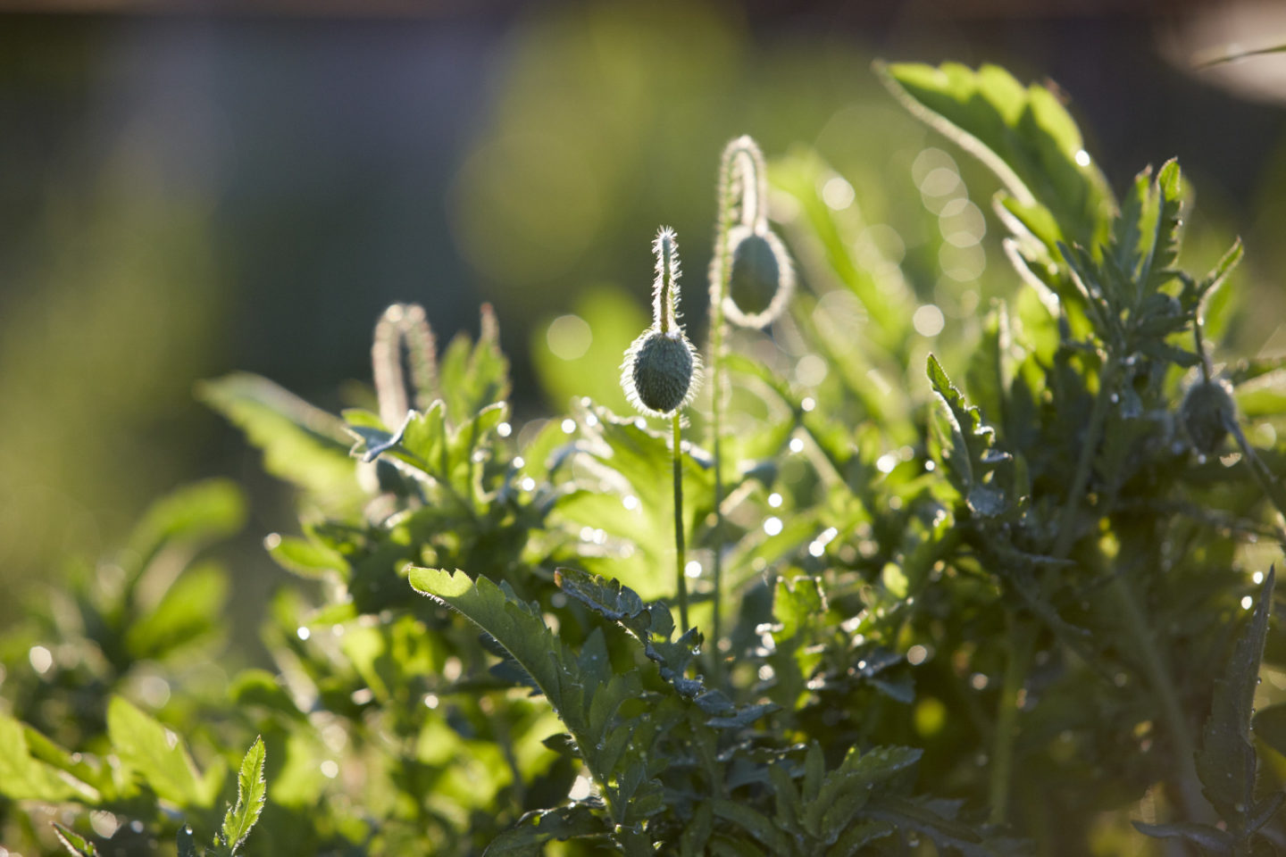 Poppy buds