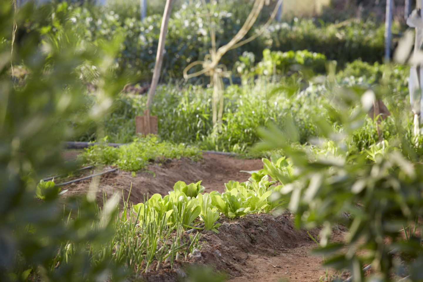 Rows of lettuce in community garden