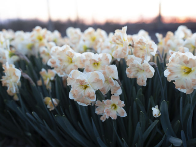 Floret rows of narcissus at dusk