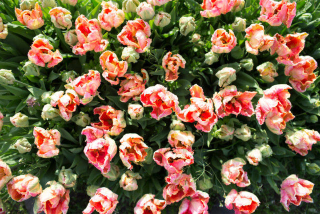 Parrot tulips grow