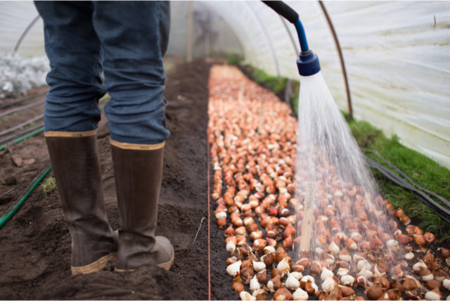 Erin Benzakein watering her tulip bulbs