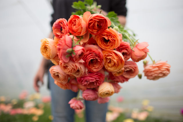 A handful of ranunculus in Erin Benzake's hand