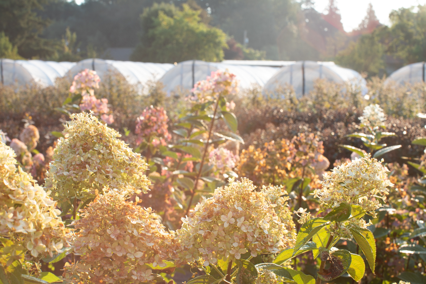 Hydrangea blooms with greenhouses in background