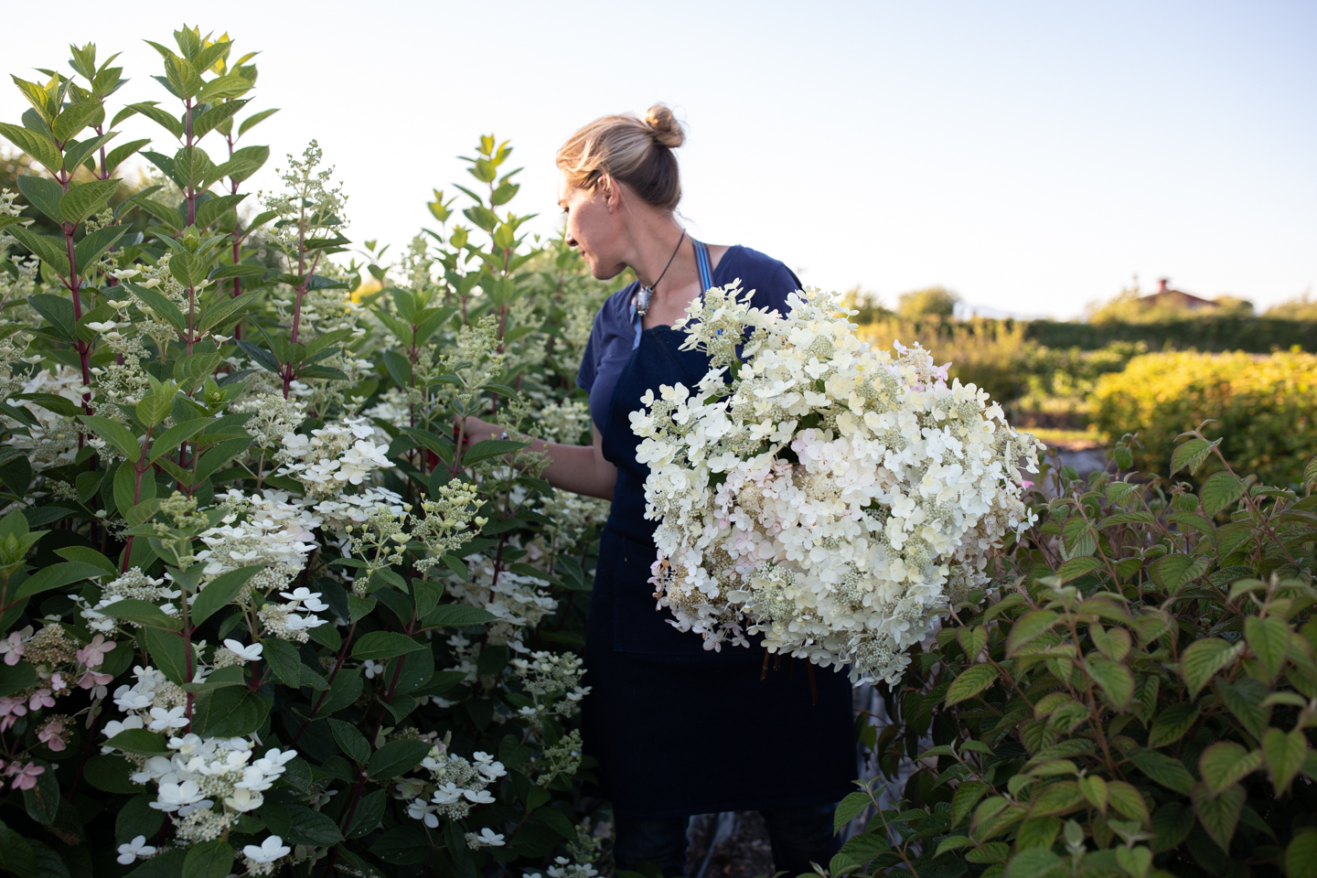 Woman with hydrangea plants