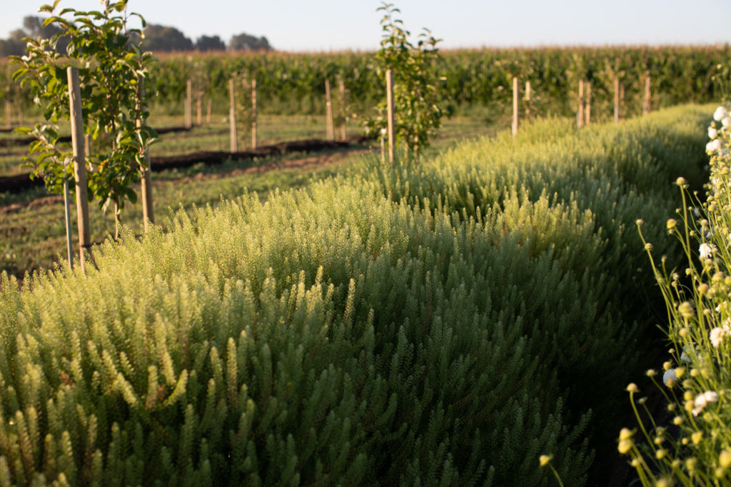 Easytogrow Hardy Annuals Floret Flowers