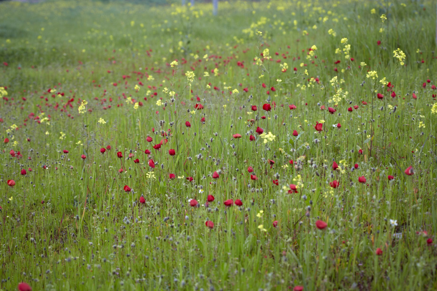 Field of red and yellow wildflowers