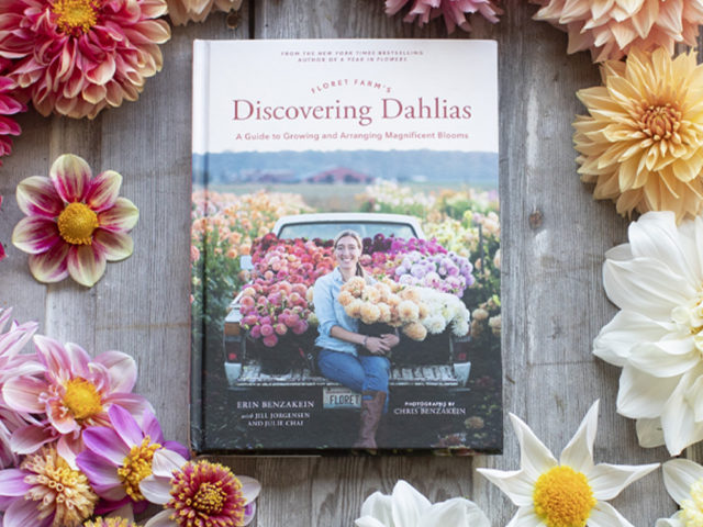 Floret Farm's Discovering Dahlias book surrounded by multicolored dahlias