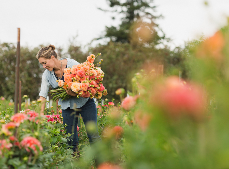 Erin Benzakein harvesting dahlias in the Floret field