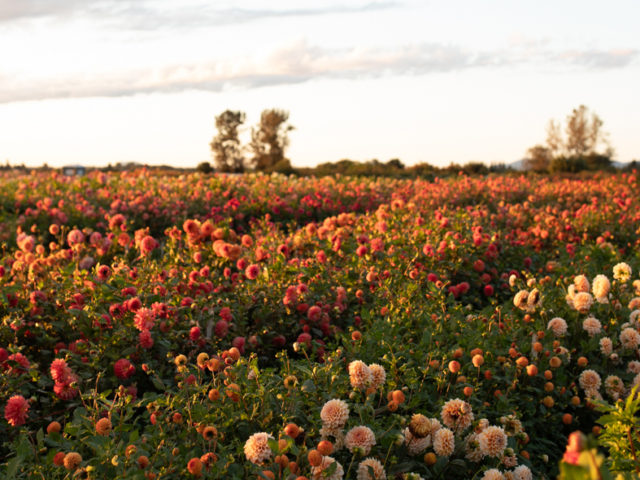 Floret field of dahlias at sunset