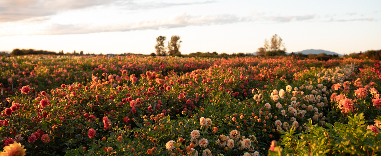 Floret field of dahlias at sunset