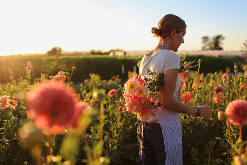 Erin Benzakein harvesting dahlias in the Floret field