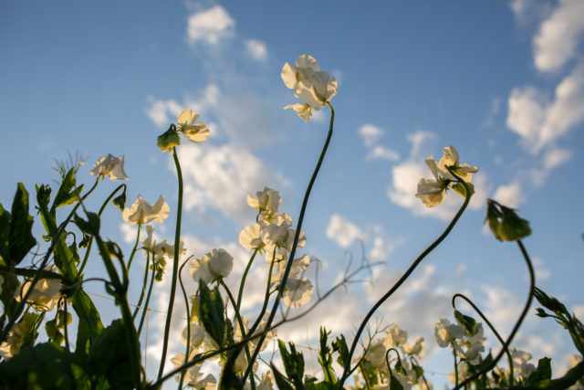 White sweet pea flowers at Floret