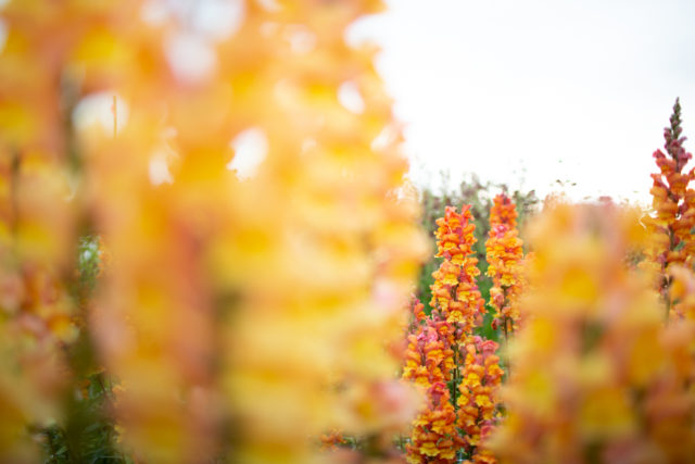 Snapdragons at Floret Flower Farm