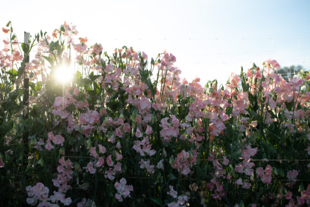 Pink sweet peas at Floret