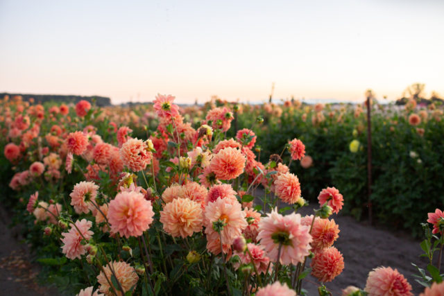 Sherbet toned dahlias at Floret Flower Farm