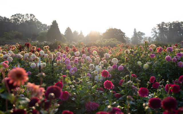 Floret dahlia field