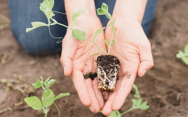 Hands holding sweet pea transplant at Floret