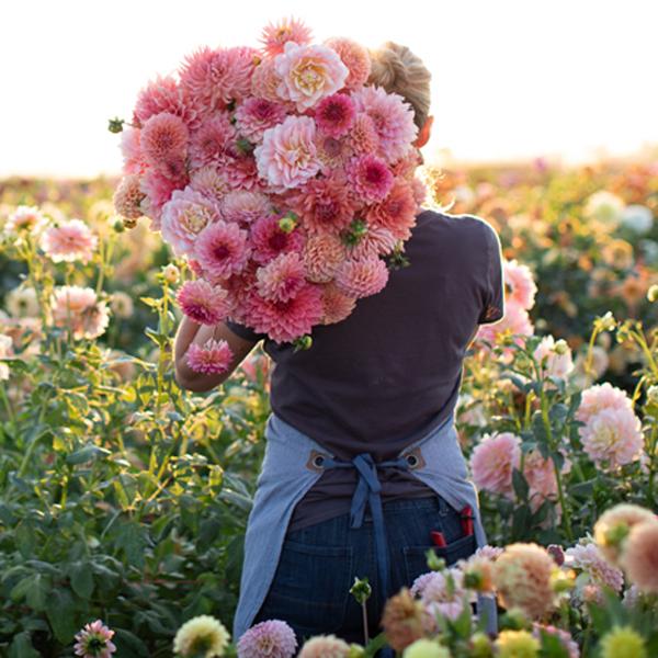 Photo of Erin Benzakein taken from behind holding a bouquet of large blush dahlias on her shoulder