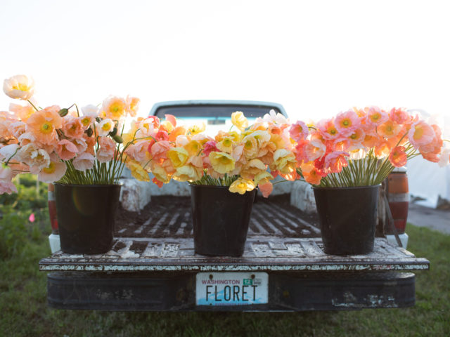 Buckets of Iceland Poppies on the Floret truck bed
