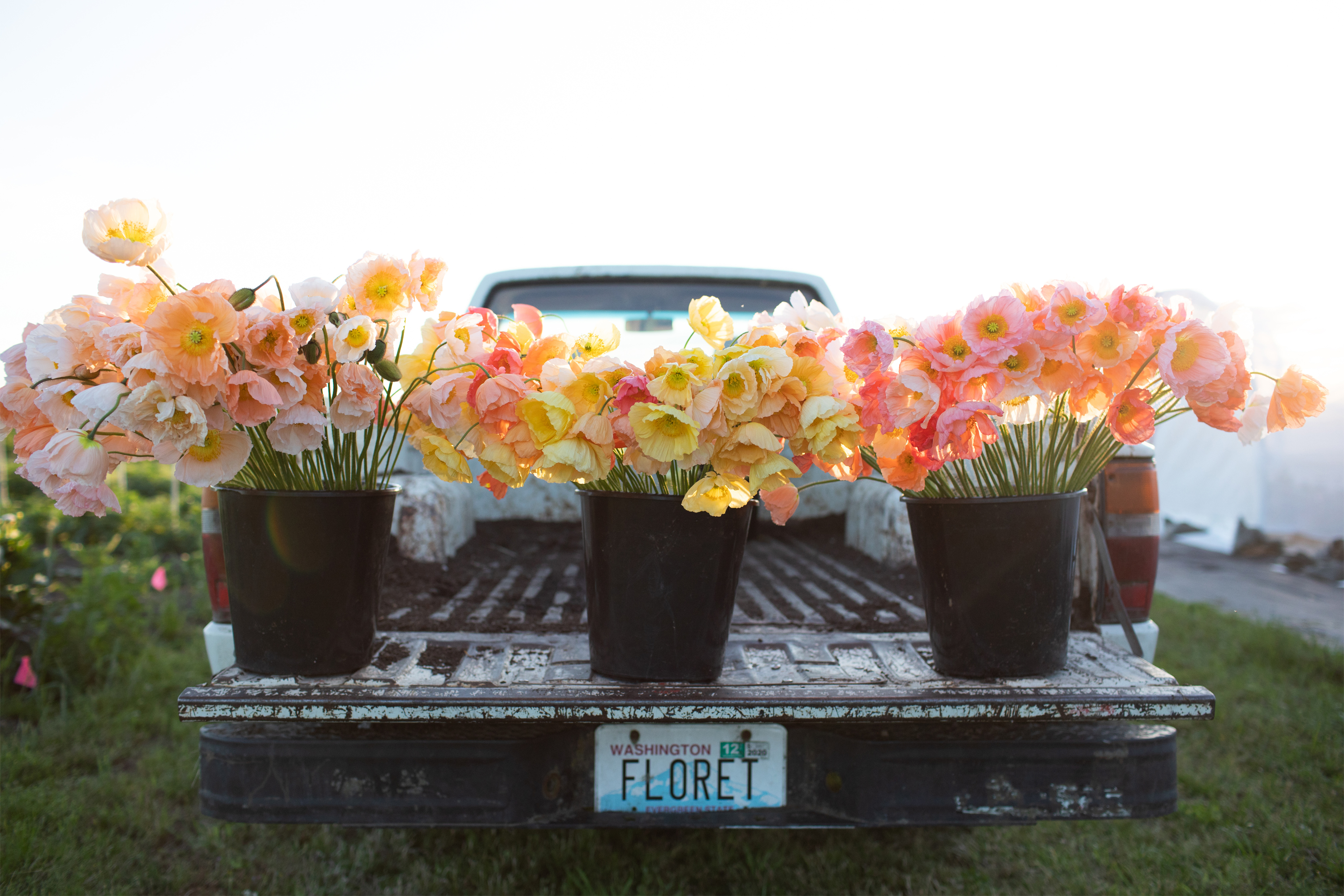 Buckets of Iceland Poppies on the Floret truck bed