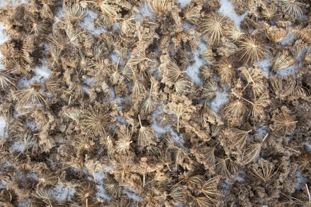 Close up of flower seeds