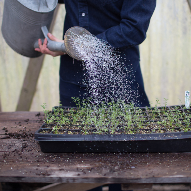 Erin Benzakein waters seedlings in a tray