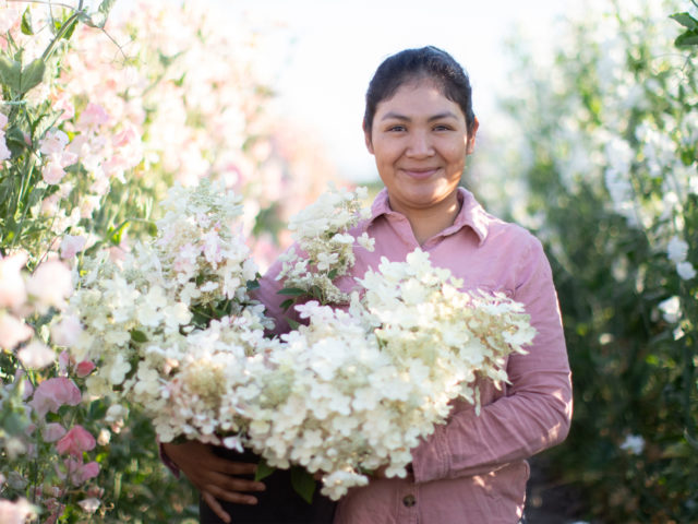 Rosario Lopez holding white hydrangeas in a row of sweet peas at Floret