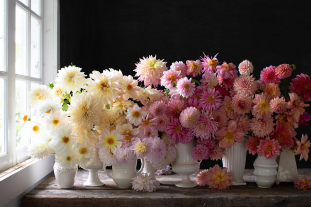 A lineup of dahlia bouquets in Frances Palmer vases