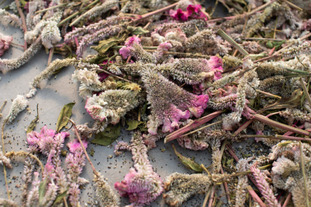 Close up of Floret's celosia seeds