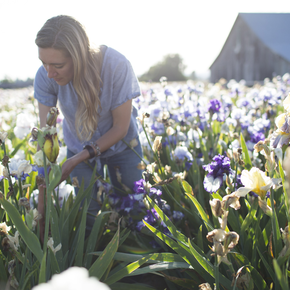 Erin Benzakein harvesting irises in a field of iris
