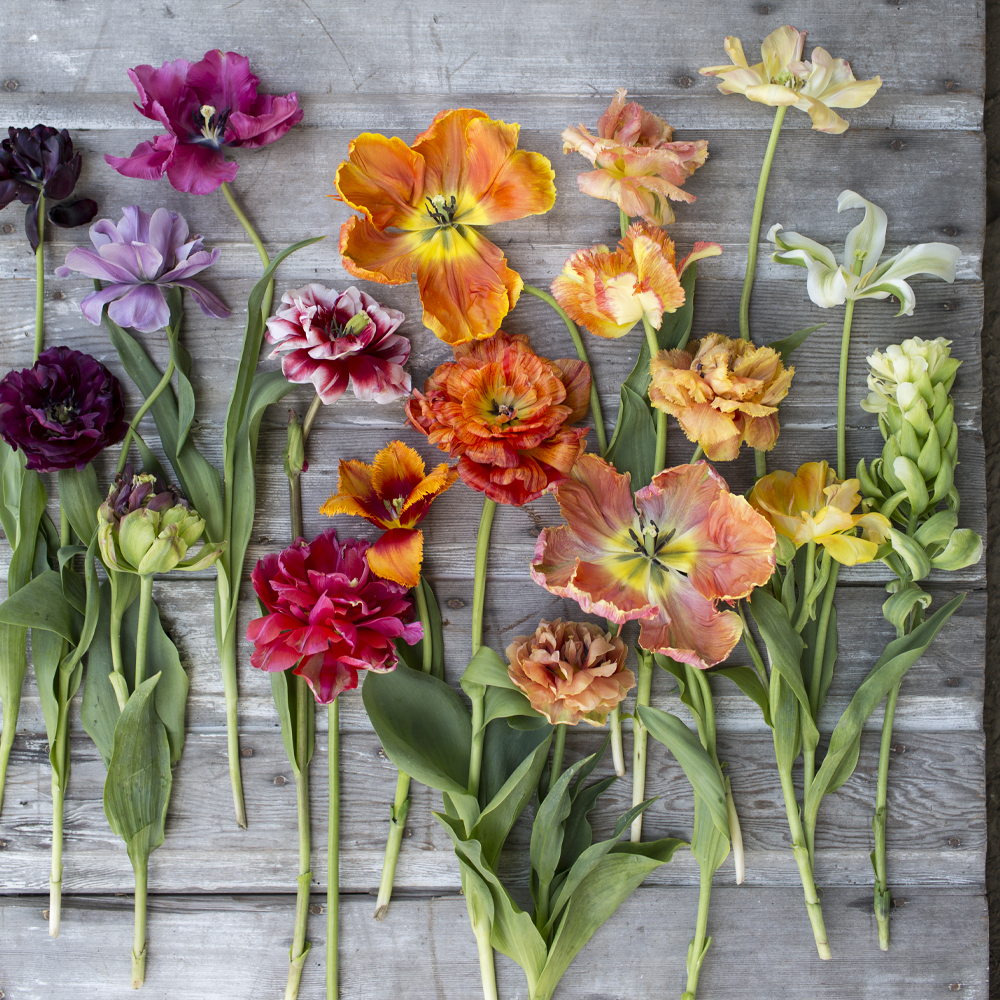Laydown of colorful specialty tulips