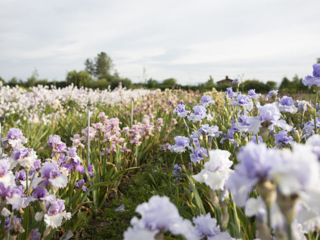 Irises growing in the Floret field