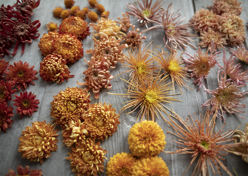 Overhead view of Floret's chrysanthemums