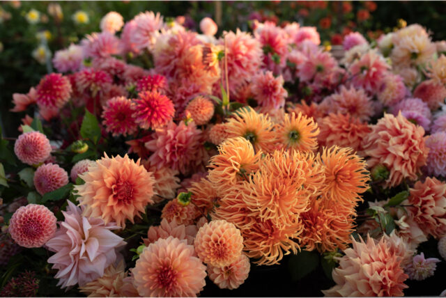 Dahlia Tahoma April – Floret Library