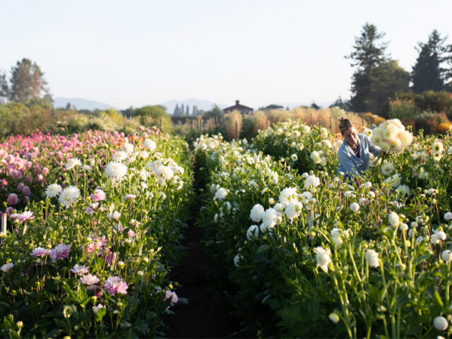 Erin Benzakein harvesting dahlias in the Floret dahlia field