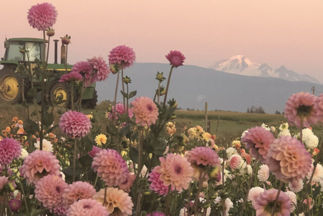 Dahlia Tahoma April – Floret Library