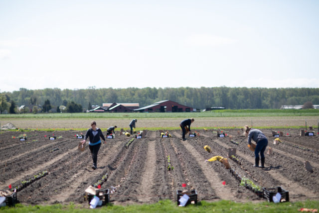 floret team planting dahlia tubers in the field