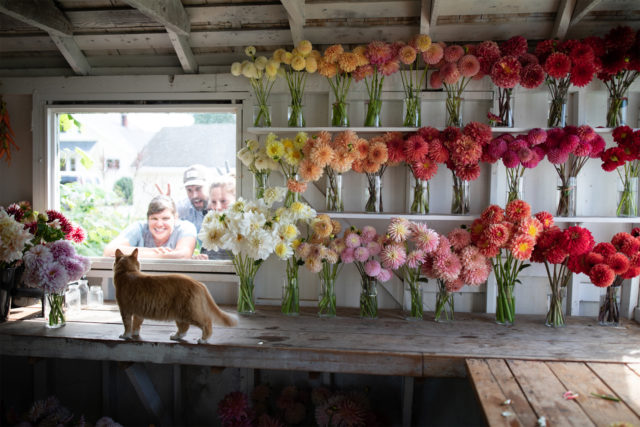 discovering dahlias behind the scenes set up