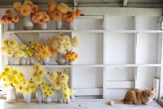 Timmy the cat and fields of gold dahlia arrangement