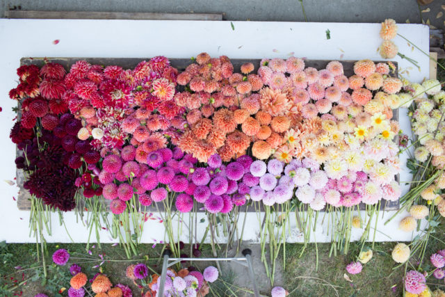 rainbow of flat lay dahlias