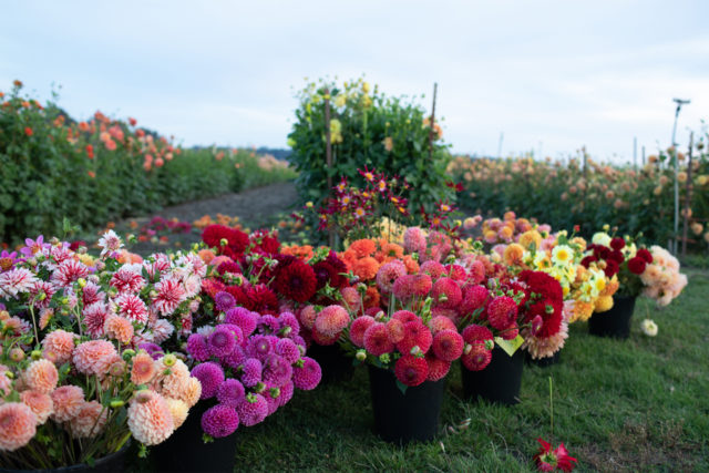 buckets of dahlias in the floret field at dusk