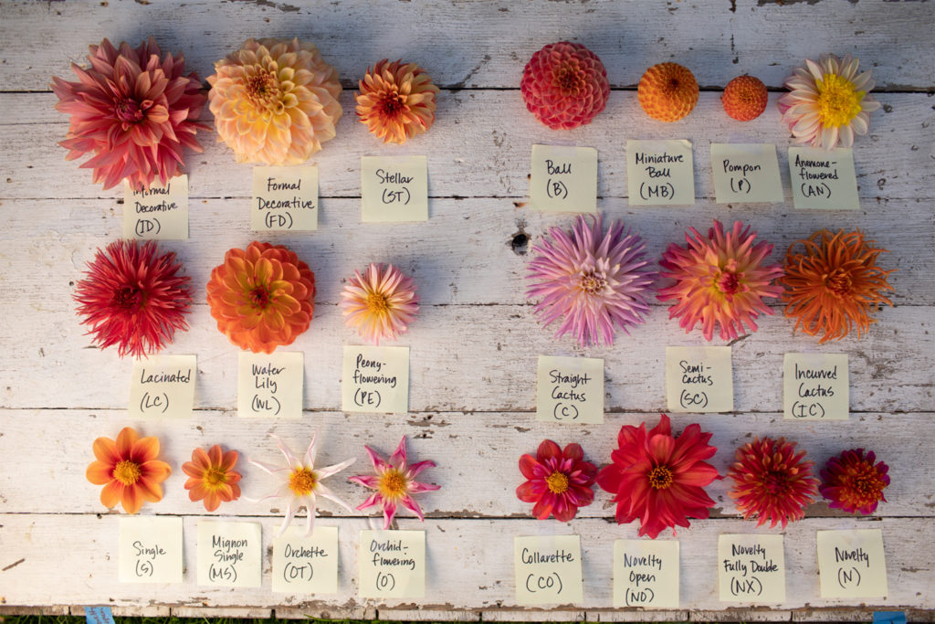 Discovering Dahlias is Here! Floret Flowers