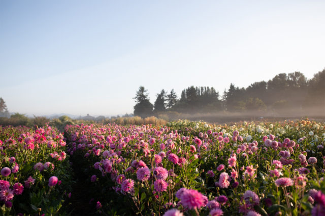 field of floret dahlias