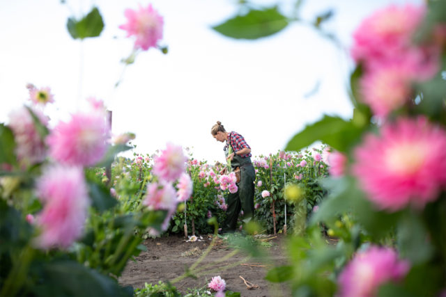 Erin Benzakein harvesting Dahlias in the Floret field