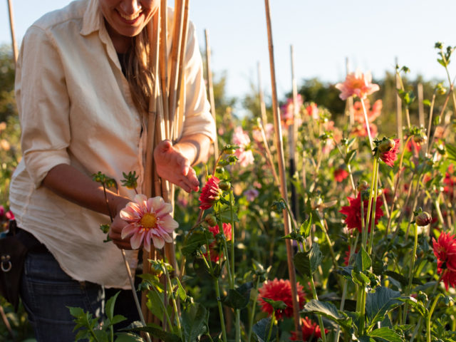 Erin Benzakein harvesting dahlias in the Floret field